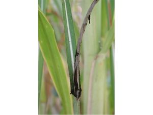 uploads/images/disease/smut of sugar cane.jpg